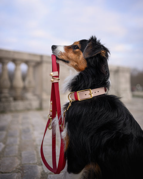 Thicc Classic Collar